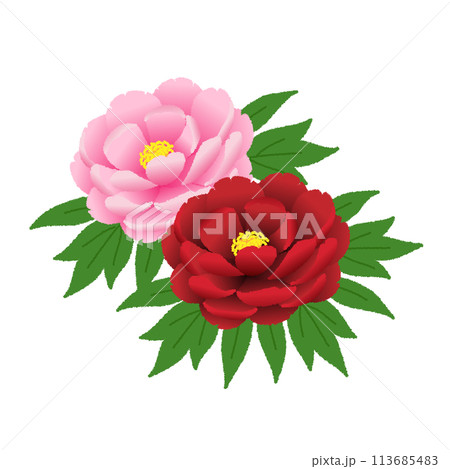 芍薬（シャクヤク）のイラストのイラスト素材 [113685483] - PIXTA