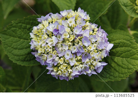 blue hydrangea flower in the garden 113685525