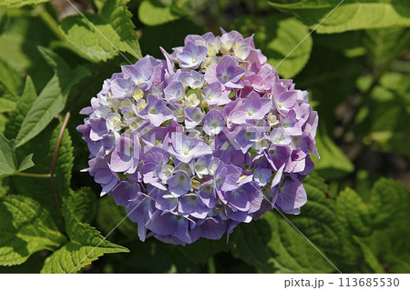 blue hydrangea flower in the garden 113685530