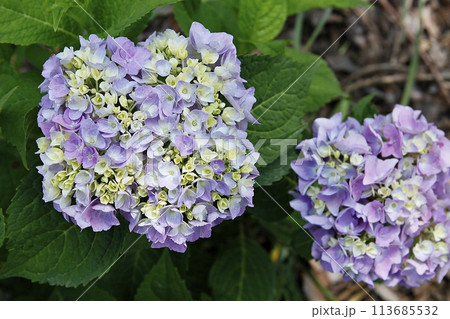blue hydrangea flower in the garden 113685532