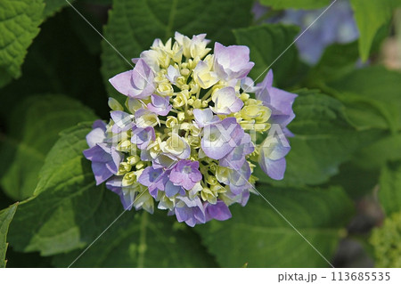 blue hydrangea flower in the garden 113685535