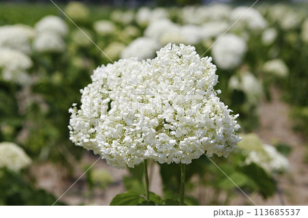 blue hydrangea flower in the garden 113685537
