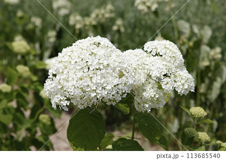 blue hydrangea flower in the garden 113685540