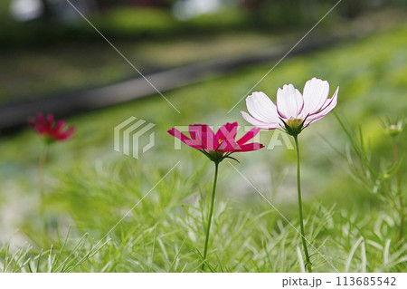 blue hydrangea flower in the garden 113685542