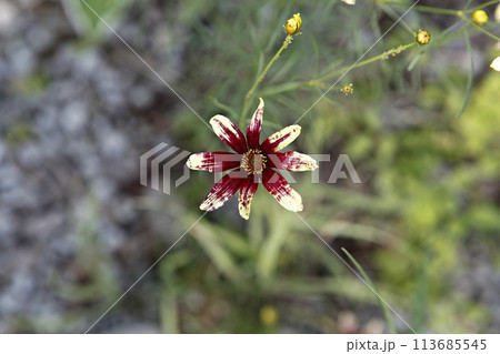 blue hydrangea flower in the garden 113685545