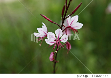 blue hydrangea flower in the garden 113685547