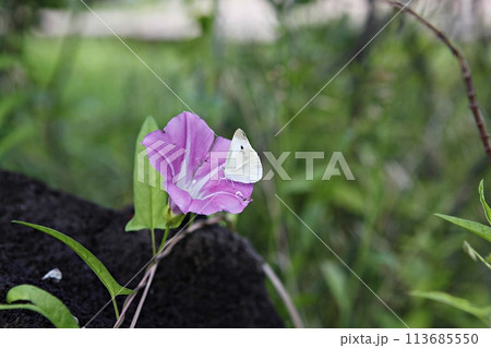 blue hydrangea flower in the garden 113685550