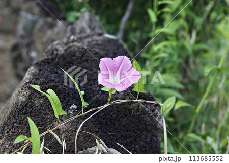 blue hydrangea flower in the garden 113685552