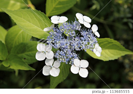 blue hydrangea flower in the garden 113685555