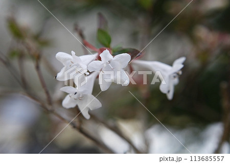 blue hydrangea flower in the garden 113685557