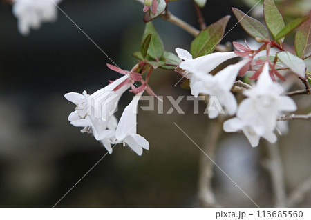 blue hydrangea flower in the garden 113685560