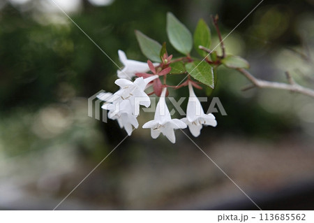 blue hydrangea flower in the garden 113685562