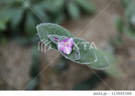 blue hydrangea flower in the garden 113685566