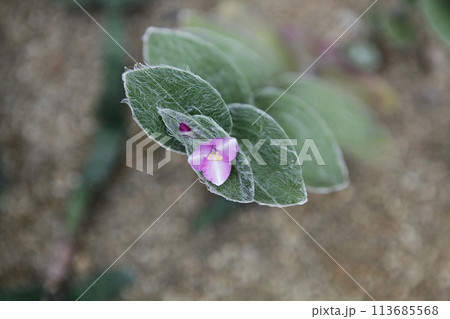 blue hydrangea flower in the garden 113685568