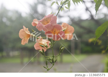 blue hydrangea flower in the garden 113685573