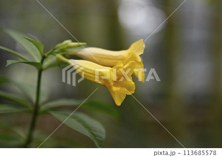 blue hydrangea flower in the garden 113685578