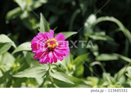 blue hydrangea flower in the garden 113685581