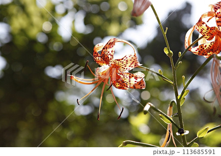 blue hydrangea flower in the garden 113685591