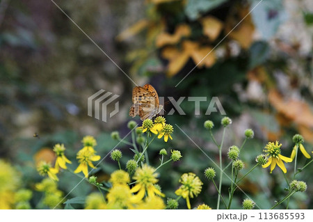 blue hydrangea flower in the garden 113685593