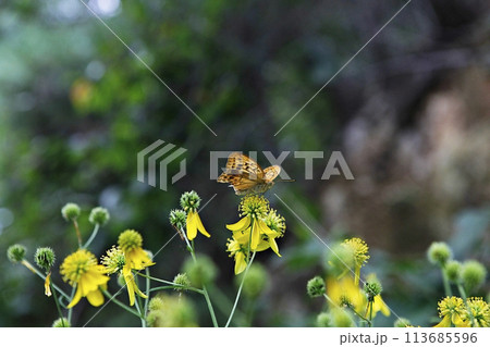blue hydrangea flower in the garden 113685596