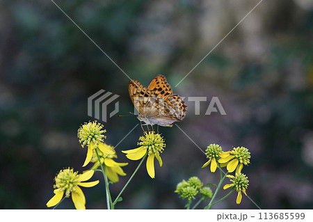 blue hydrangea flower in the garden 113685599