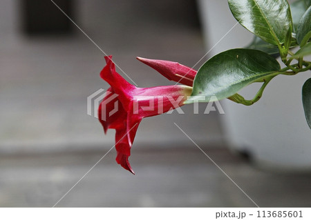 blue hydrangea flower in the garden 113685601