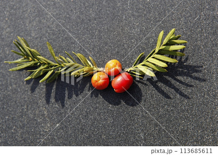 blue hydrangea flower in the garden 113685611