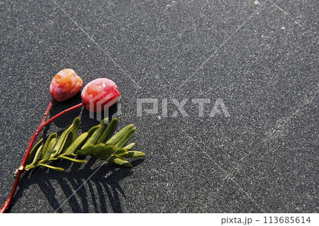 blue hydrangea flower in the garden 113685614
