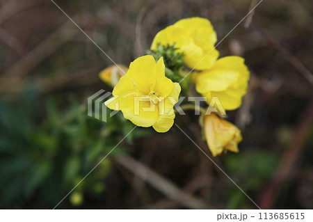 blue hydrangea flower in the garden 113685615