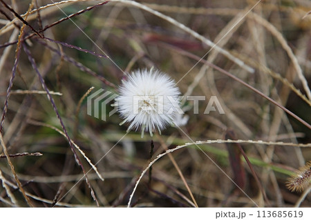 blue hydrangea flower in the garden 113685619