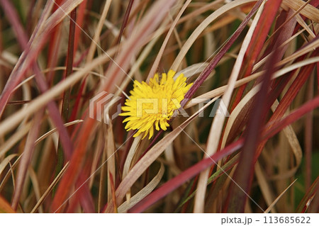blue hydrangea flower in the garden 113685622