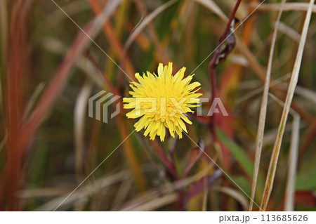 blue hydrangea flower in the garden 113685626