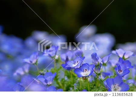 森の妖精ネモフィラの花 森の妖精ネモフィラの花 113685628