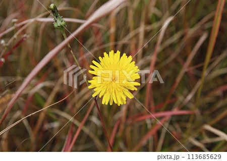 blue hydrangea flower in the garden 113685629