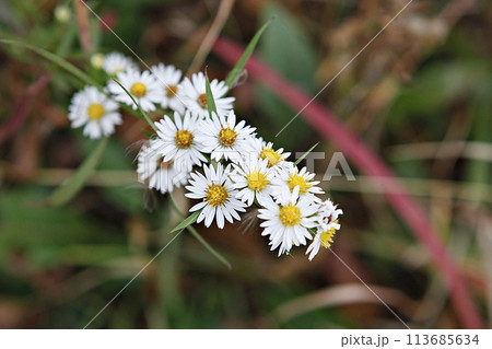 blue hydrangea flower in the garden 113685634