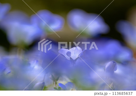 森の妖精ネモフィラの花 森の妖精ネモフィラの花 113685637