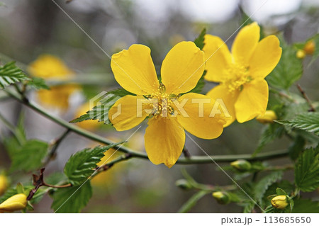 blue hydrangea flower in the garden 113685650