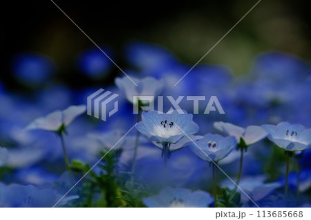 森の妖精ネモフィラの花 森の妖精ネモフィラの花 113685668