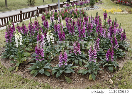 blue hydrangea flower in the garden 113685680