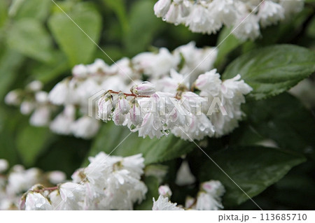 blue hydrangea flower in the garden 113685710