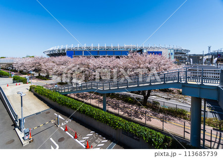 東京都　桜が満開の味の素スタジアム 113685739