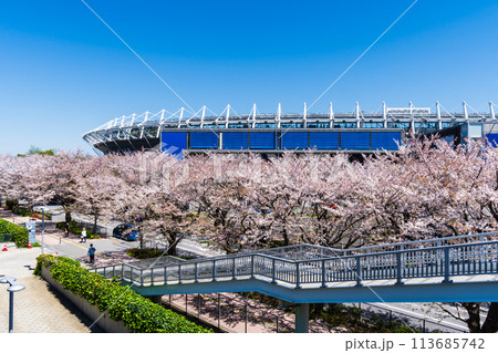 東京都 桜が満開の味の素スタジアム 東京都 桜が満開の味の素スタジアム 113685742