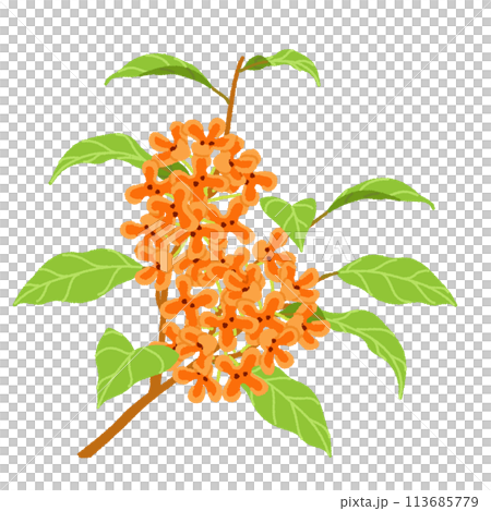 桂花圖 桂花圖 113685779