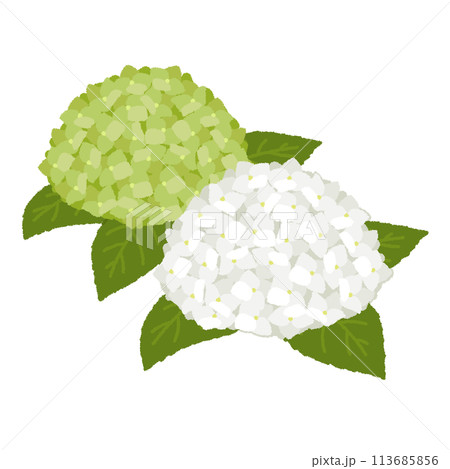 アナベルのイラスト アナベルのイラスト 113685856