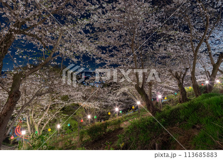 ライトアップされた満開の桜 ライトアップされた満開の桜 113685883