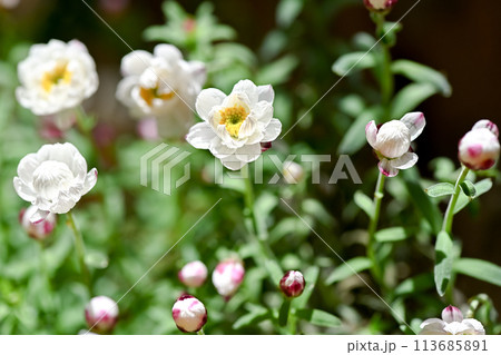 花かんざし 113685891