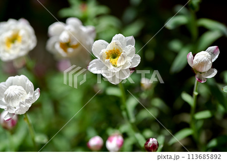 花かんざし 花かんざし 113685892