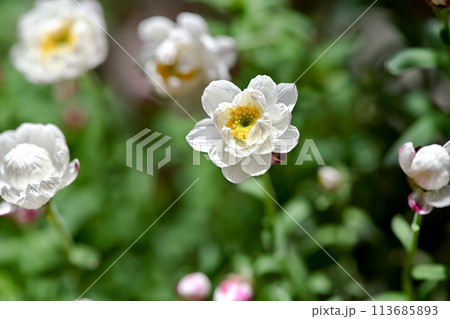 花かんざし 花かんざし 113685893