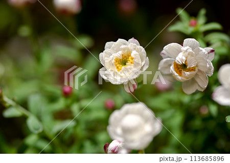 花かんざし 花かんざし 113685896