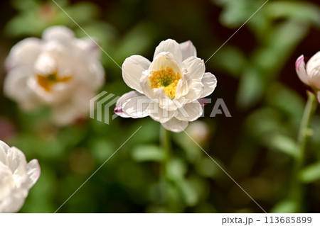 花かんざし 113685899